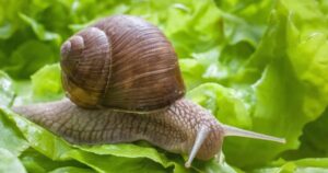 Get Rid of Snails in Garden Naturally