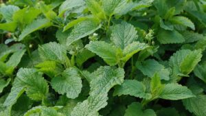 Herbs that Double as Bug Repellents