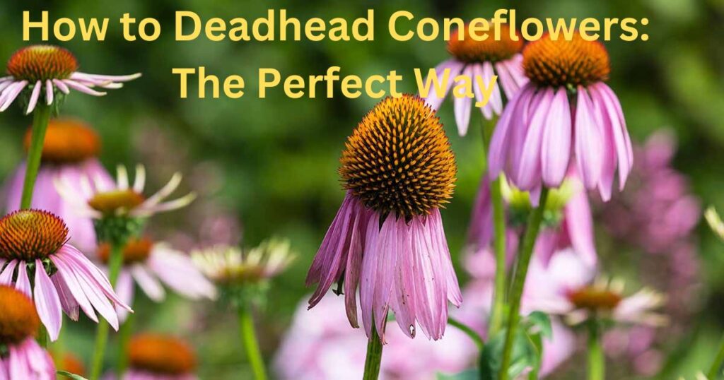 Deadhead Coneflowers