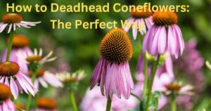 Deadhead Coneflowers