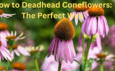 Deadhead Coneflowers