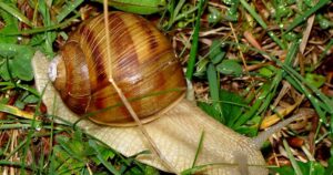 Smart Plant Selection for Snail Resistance