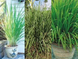 how to grow lemongrass1