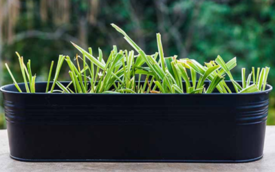 how to grow lemongrass