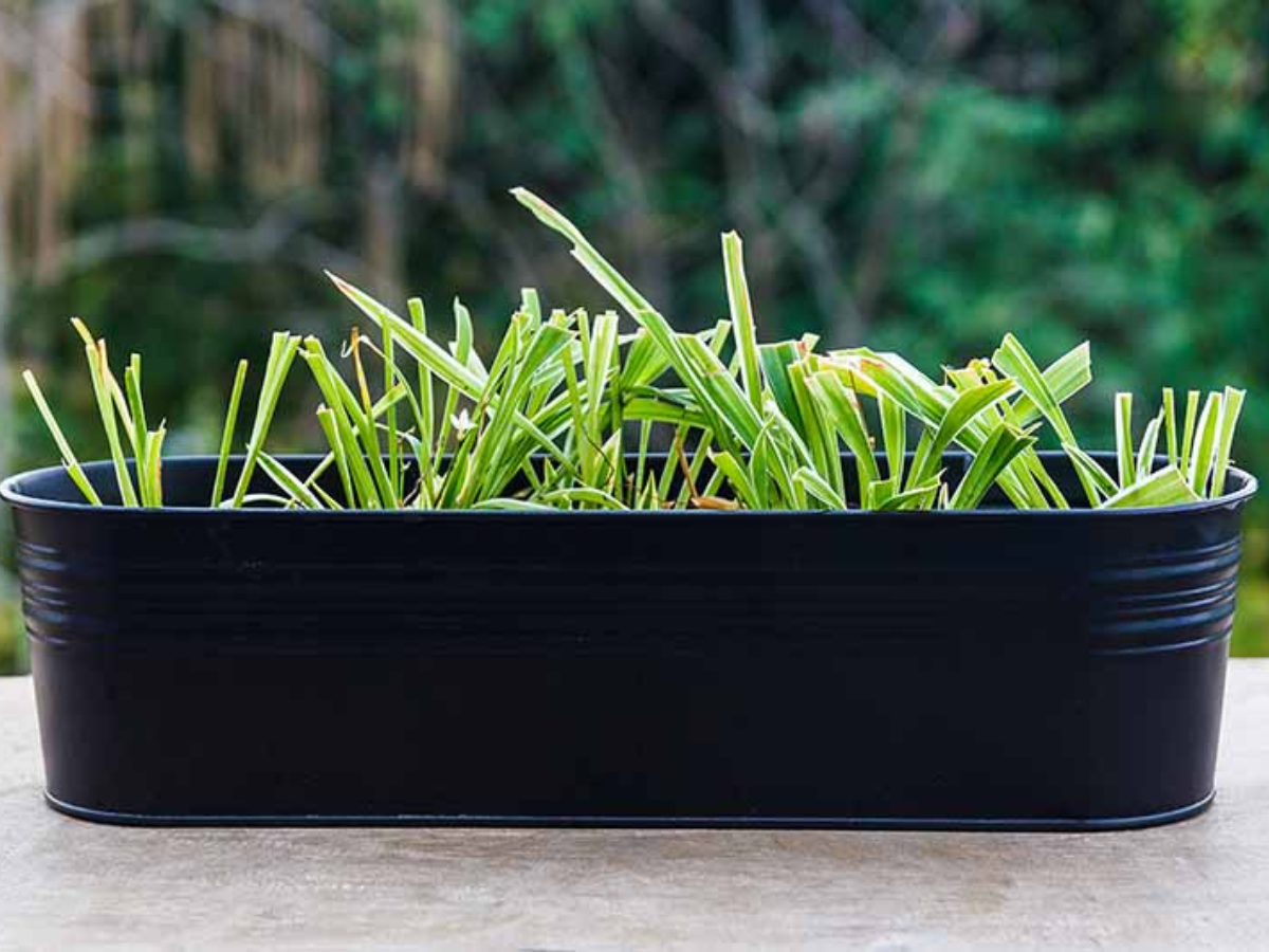 how to grow lemongrass