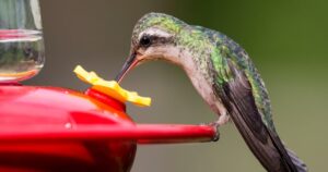 Hummingbird Food Recipe