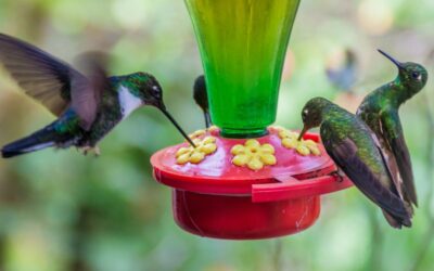 hummingbird food