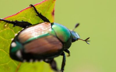 kill japanese beetles