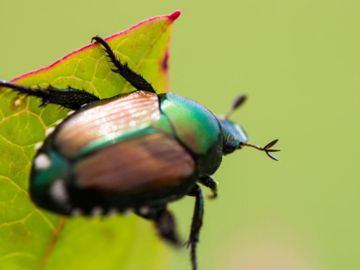 kill japanese beetles