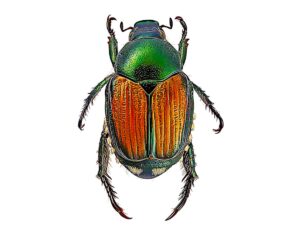 kill japanese beetles