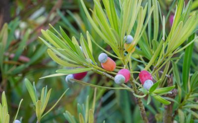 Podocarpus care and growing guide