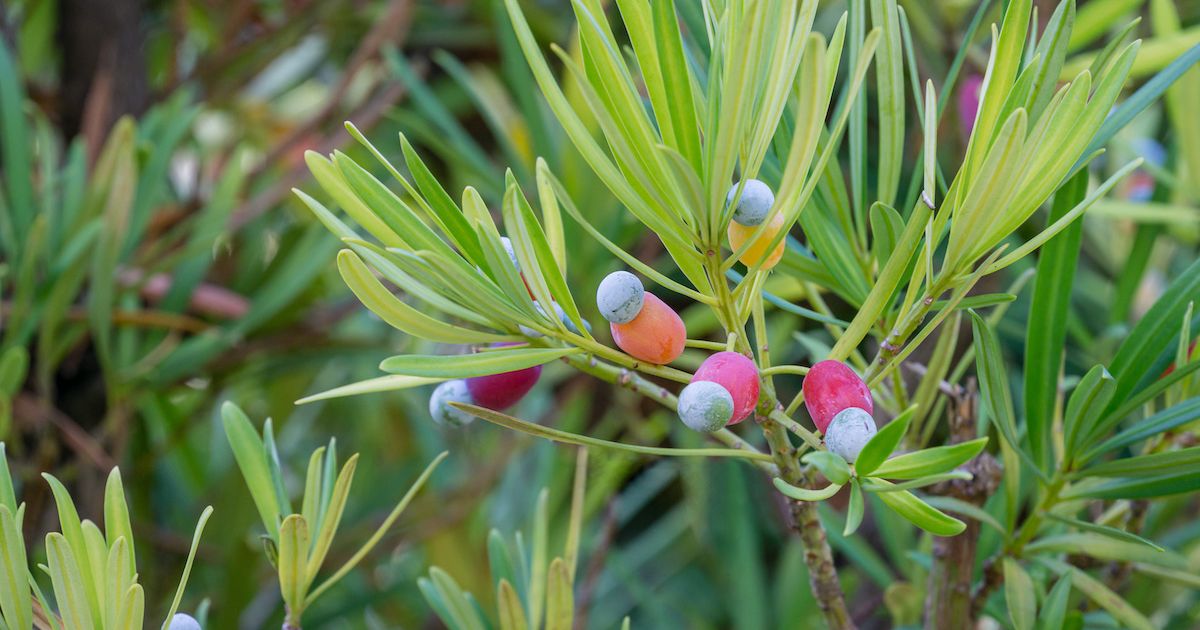 Podocarpus care and growing guide