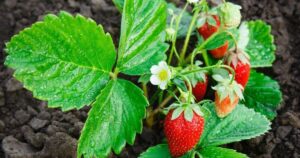 Strawberry Plants