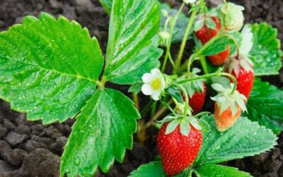 Strawberry Plants