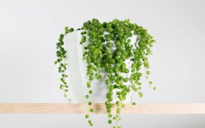 string of pearls