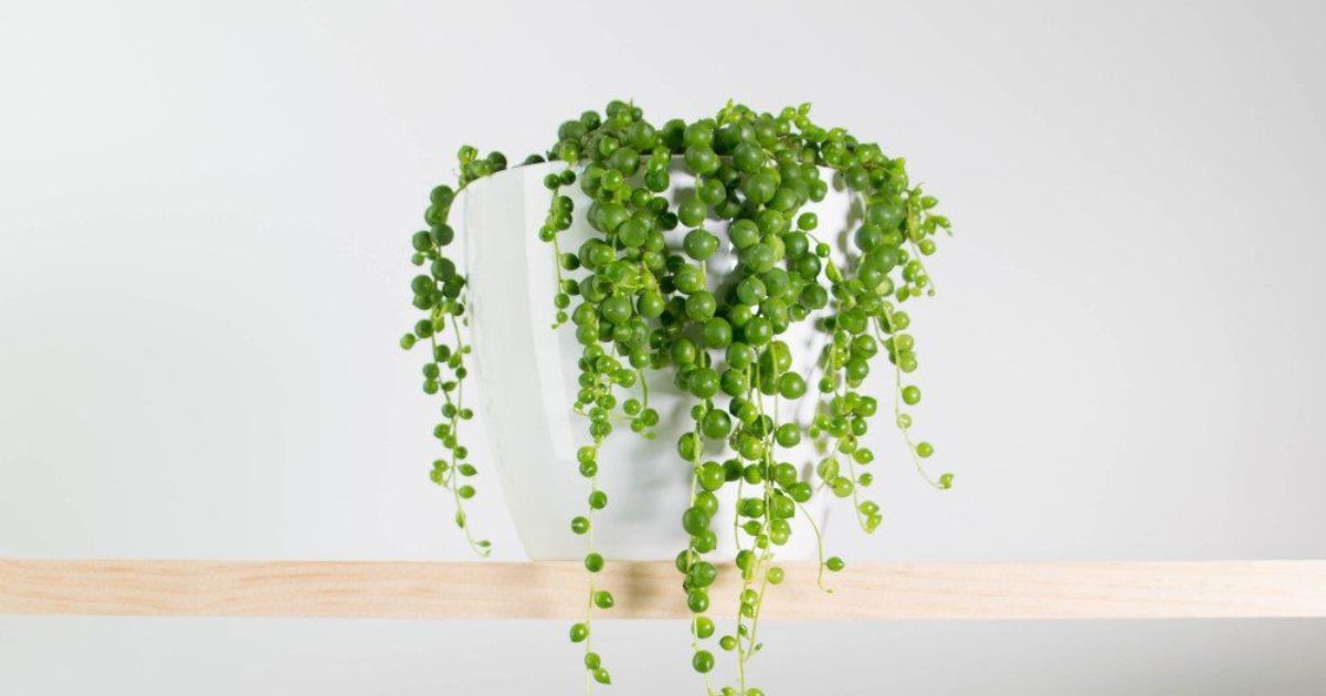 How to Grow and Care for String of Pearls