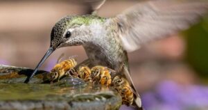 Understanding Hummingbird Food