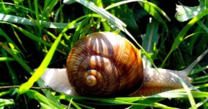 Understanding Snails in the Garden