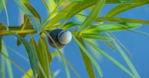 Understanding Podocarpus