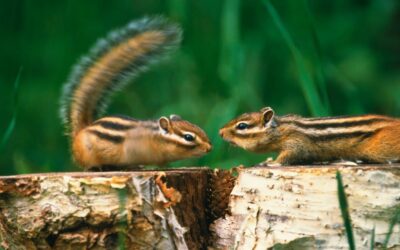 keep chipmunks out of garden naturally