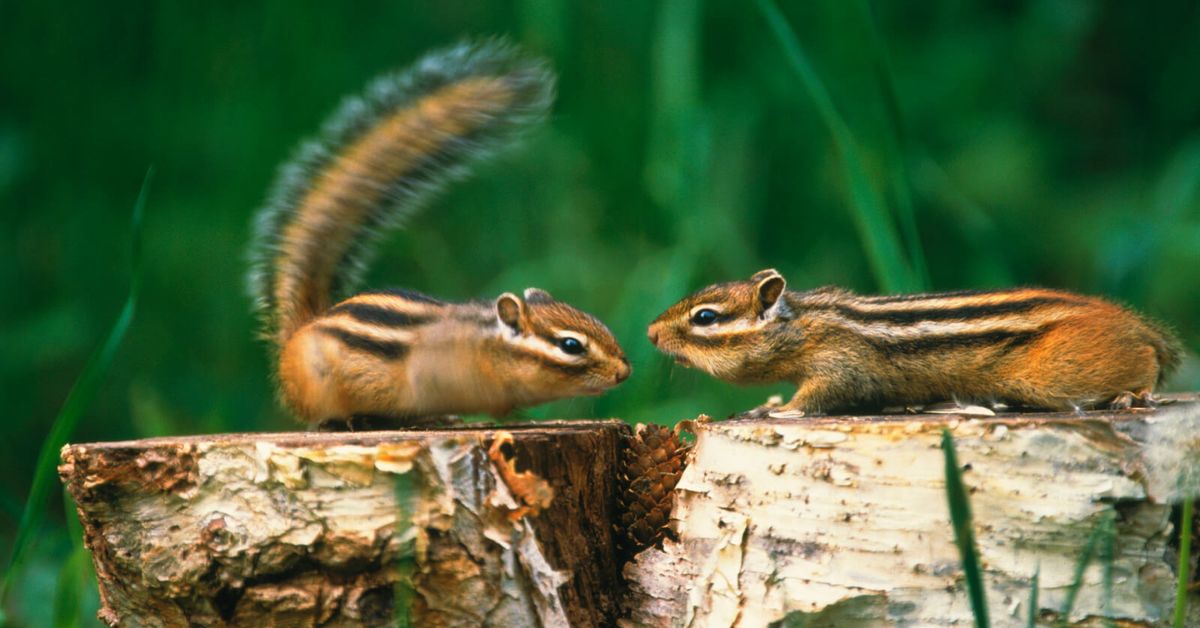 keep chipmunks out of garden naturally