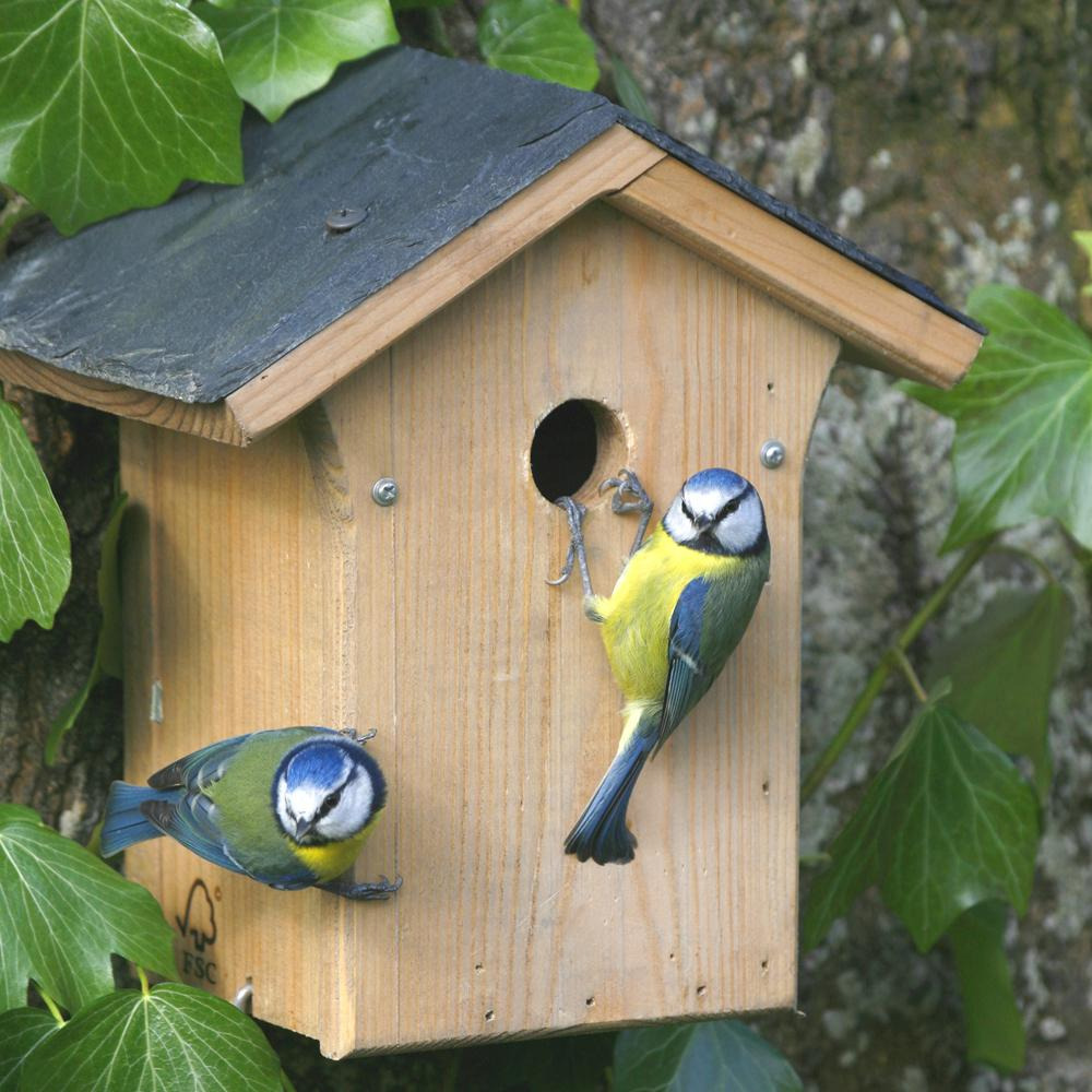 Birds for Garden