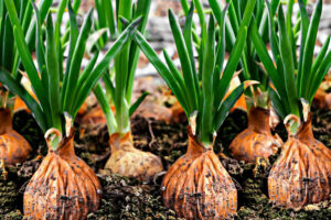 Preparing the Onion for Regrowth