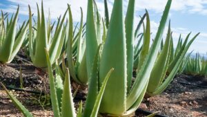 Specific Issues with Aloe Vera Plants