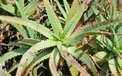 aloe plant turning brown