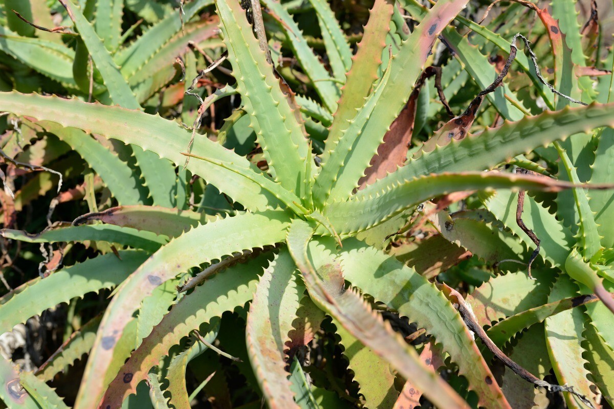 aloe plant turning brown