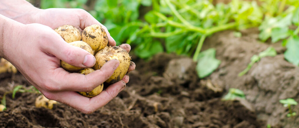 Fertilizer for Potatoes