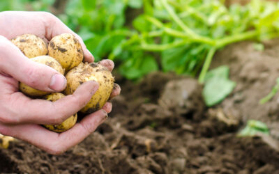 Fertilizer for Potatoes