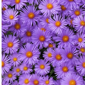 Asters