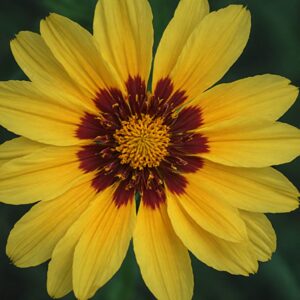 Coreopsis Flower