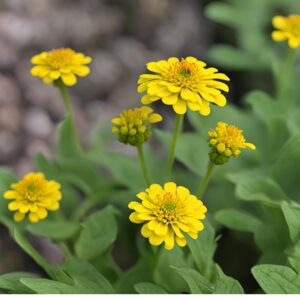 Creeping Zinnia Flower