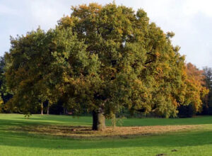 Deciduous Trees