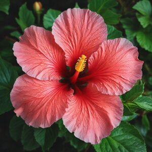 Hibiscus Flowers