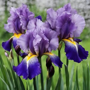 Irises Flower