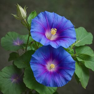 Morning Glories