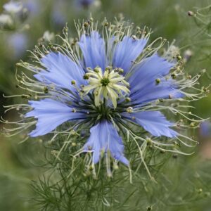 Nigella damascena Flower