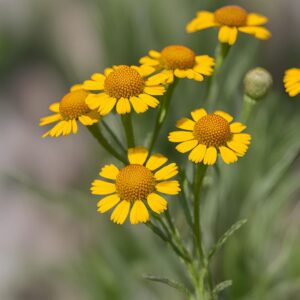 Sneezeweed Flower