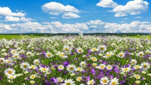 White Flowers that Flower in June