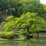 japanese garden trees