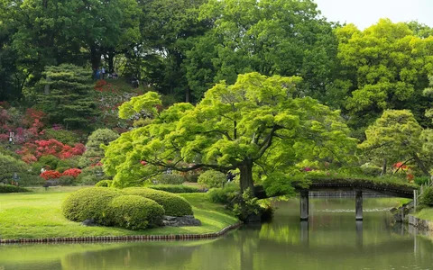 japanese garden trees